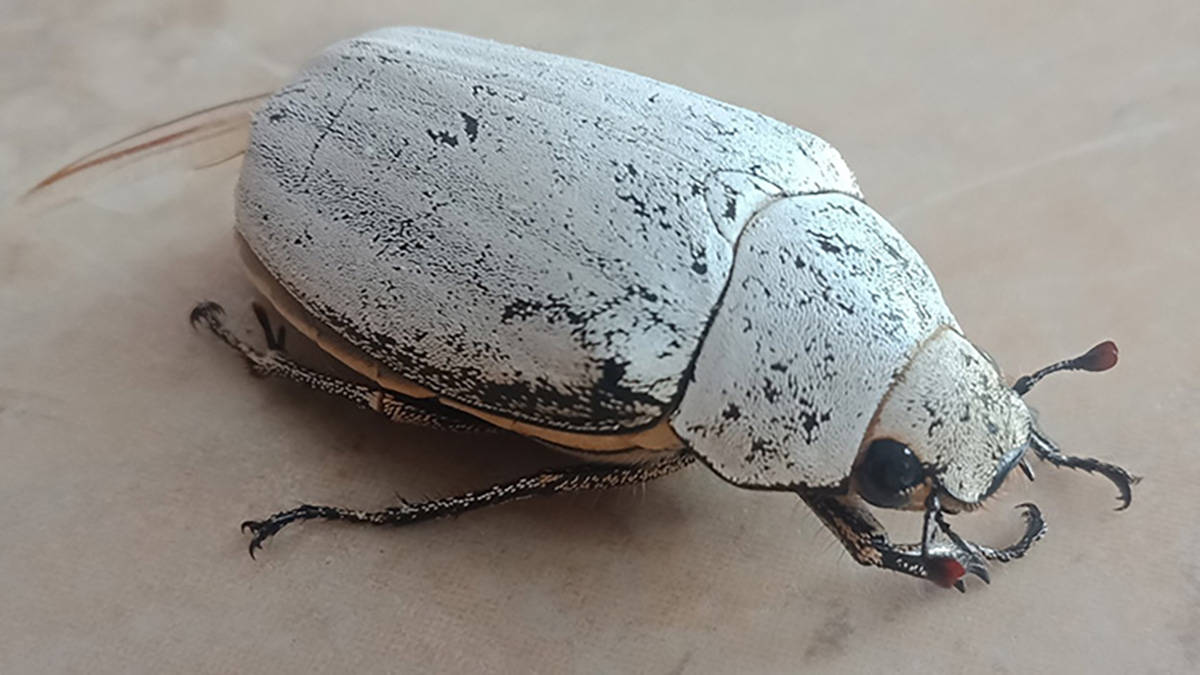 Cyphochilus beetle
