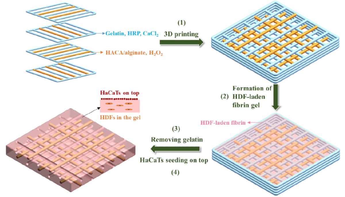 Fabrication of a double-layered skin model