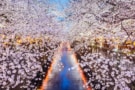 cherry blossoms in Tokyo