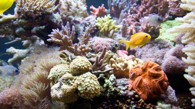 Coral reef Coral reef