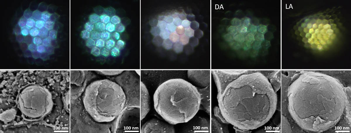 The correlation between eyeshine color and nanoparticle size