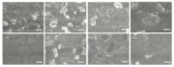FaPbI3 perovskite
