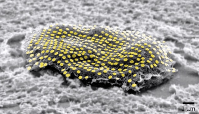 Gold nanodot array on a living fibroblast cell Gold nanodot array on a living fibroblast cell