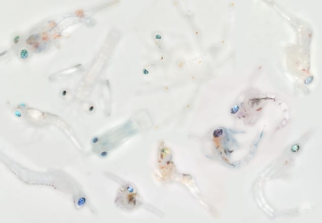 A tunable reflector enabling crustaceans to see but not be seen Optical microscope images of larval crustaceans